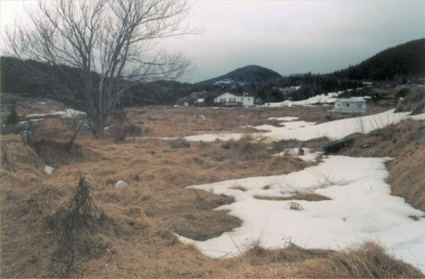 562: Red Island. "View from over by Mr. Jim McCarthy's, his tree in the garden". (2002) [courtesy of  Madonna (Bishop) Mulrooney]